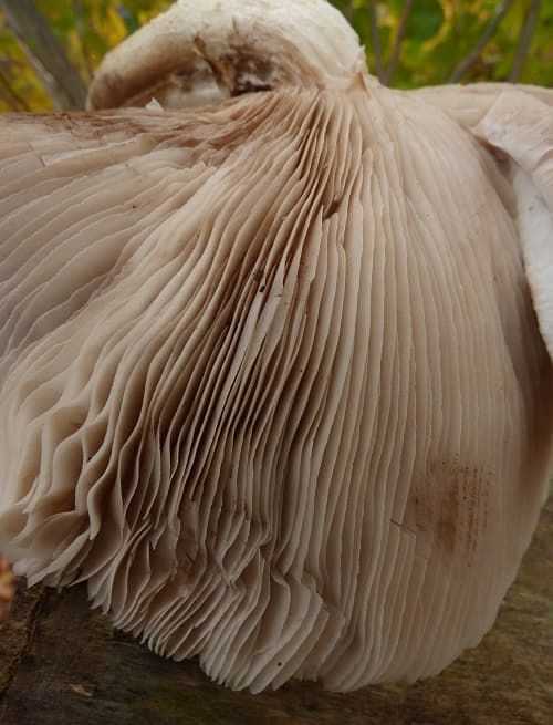 Close-up of gills of mature fruit bodies.